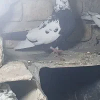 همه عالی