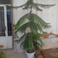 گل کاج|گل و گیاه طبیعی|ملایر, |دیوار