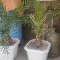 گل زینتی|گل و گیاه طبیعی|قصرشیرین, |دیوار
