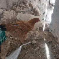 مرغ و خروس|حیوانات مزرعه|اهواز, حصیرآباد|دیوار