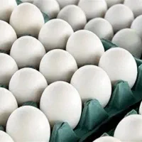 کارگر و نیرو برای مرغداری تخم گذار