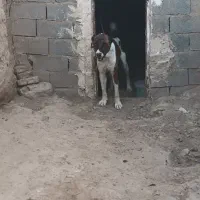 سگ گله