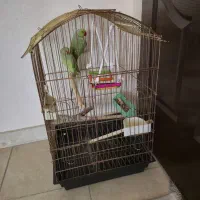 طوطی ملنگو