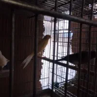 قناری رسمی بلند ماده