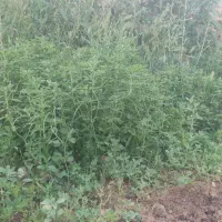 پر شنبلیله خشک اصل اصل محلی اعلا کیلویی 650