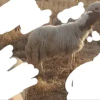 گوسفند نر