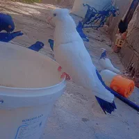 دم سیا کفتر
