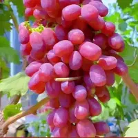 انواع انگور هایه گلدانی ایرانی وخارجی