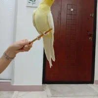 عروس هلندی