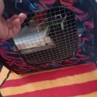 قفس کاسکو و کیف پرنده