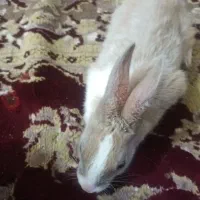 سلام یک خرخوش دو ماه نر