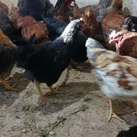 نیمچه