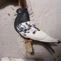 ۷عدد کبوتر رنگی