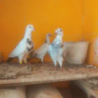 کبوتر ساده وکل کفتر