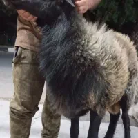 قوچ
