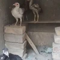 جوجه لاری