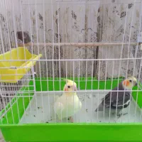 عروس هلندی