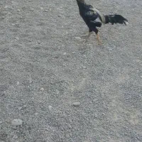 خروس با یک مرغ سه جوجه