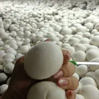 فروش قارچ درجه 1