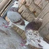 کفترپرشی