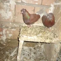 کفتر|پرنده|گرگان, |دیوار