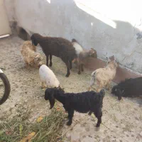 چند راس بزغاله و گوسفند