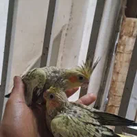 عروس هلندی