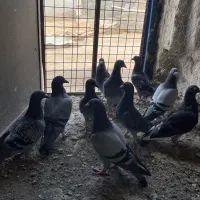 ده عدد کبوتر پلاکی