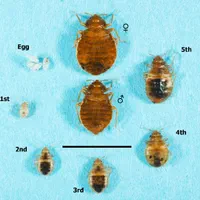 سم پاشی - ساس- سوسک - موش - جنوب کرمان