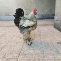 خروس برهما لایت