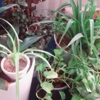 همه‌ی گل ها باهم ۱تومن