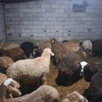 کوسفند قربانی موجود هست