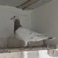کبوتر سرونج