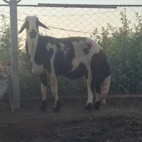 قوچ بروجردی  پلنگی جوان خالص
