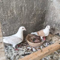 کبوتر پشتی