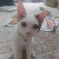 دو عدد گربه