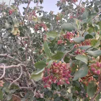 پوک پسته خریدارم