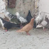 نر ریش کاکلی و ...