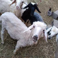 چند عدد بره نر