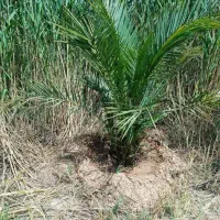 یک قطعه زمین 1000 متری