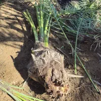 پاجوش نخل برحی بصراوی و انواع نخل