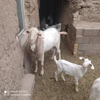 فروش تعدادی نربز ، چبش ، کولاروبزغاله سانن