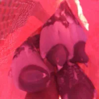 پلاکی|پرنده|بستان آباد, |دیوار