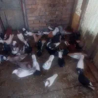 کبوتر رنگی و دورگ