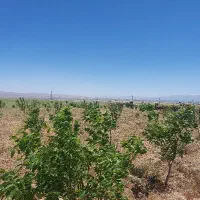 فرش باغ