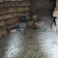 کفتر رنگه
