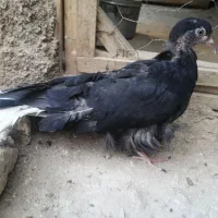 واگذاری رایگان جوجه کبوتر