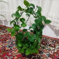 گل زیبا