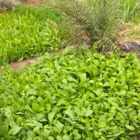 فروش زمین 4 هکتاری