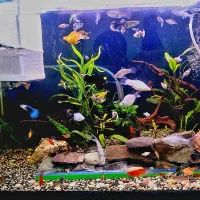 ماهی مولی و گوپی